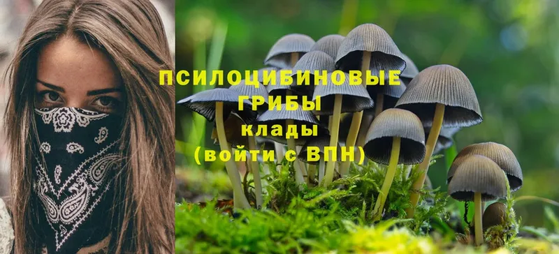 купить закладку  Белозерск  Галлюциногенные грибы Cubensis 